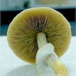Psilocybin Characterization