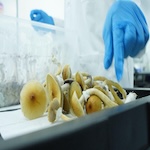 Yield Analysis